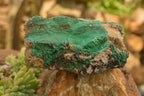 Natural Crystalline Malachite Specimens  x 6 From Tenke Fungurume, Congo - TopRock