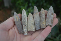 Natural Rare Malagasy Belemnite Fossils  x 35 From Maintirano, Madagascar - Toprock Gemstones and Minerals 