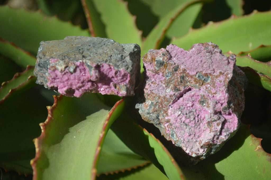 Natural Salrose Cobaltion Dolomite Specimens x 12 From Kakanda, Congo - Toprock Gemstones and Minerals 