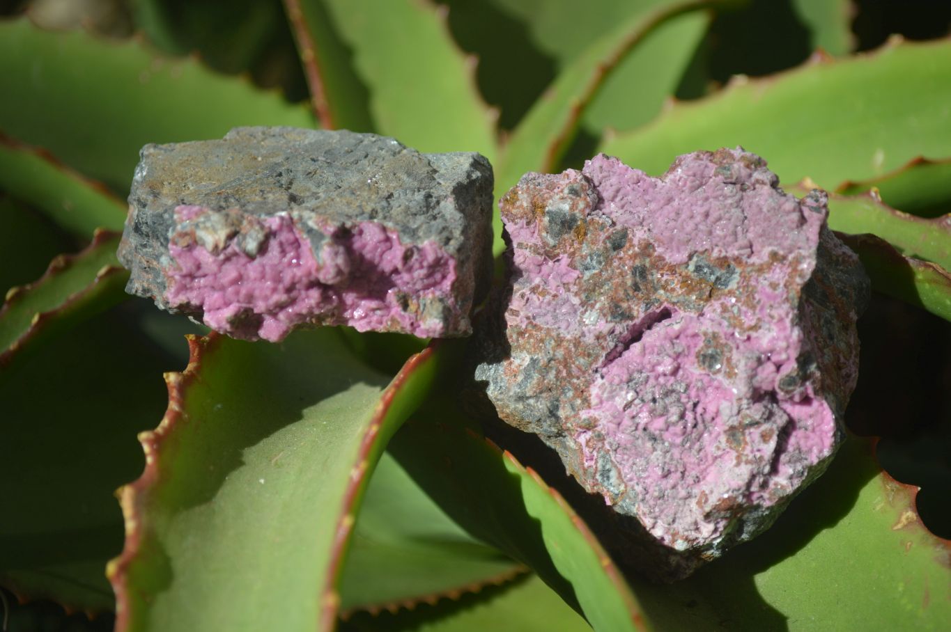 Natural Salrose Cobaltion Dolomite Specimens x 12 From Kakanda, Congo - Toprock Gemstones and Minerals 