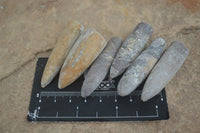 Natural Rare Malagasy Belemnite Fossils  x 35 From Maintirano, Madagascar - Toprock Gemstones and Minerals 