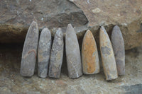 Natural Rare Malagasy Belemnite Fossils  x 35 From Maintirano, Madagascar - Toprock Gemstones and Minerals 