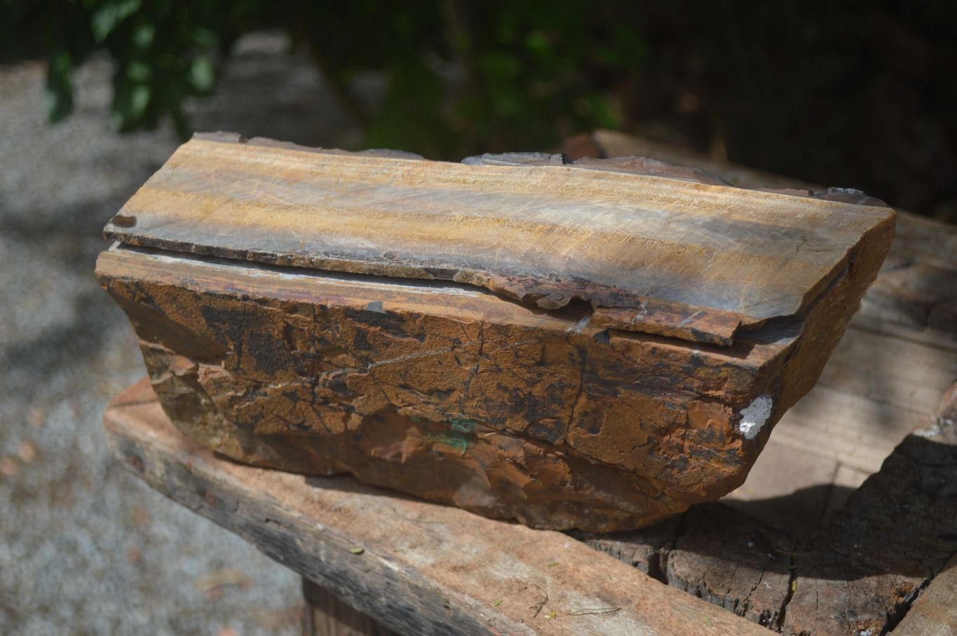 Natural Sliced Tigers Eye Specimen x 1 From Prieska, South Africa - Toprock Gemstones and Minerals 
