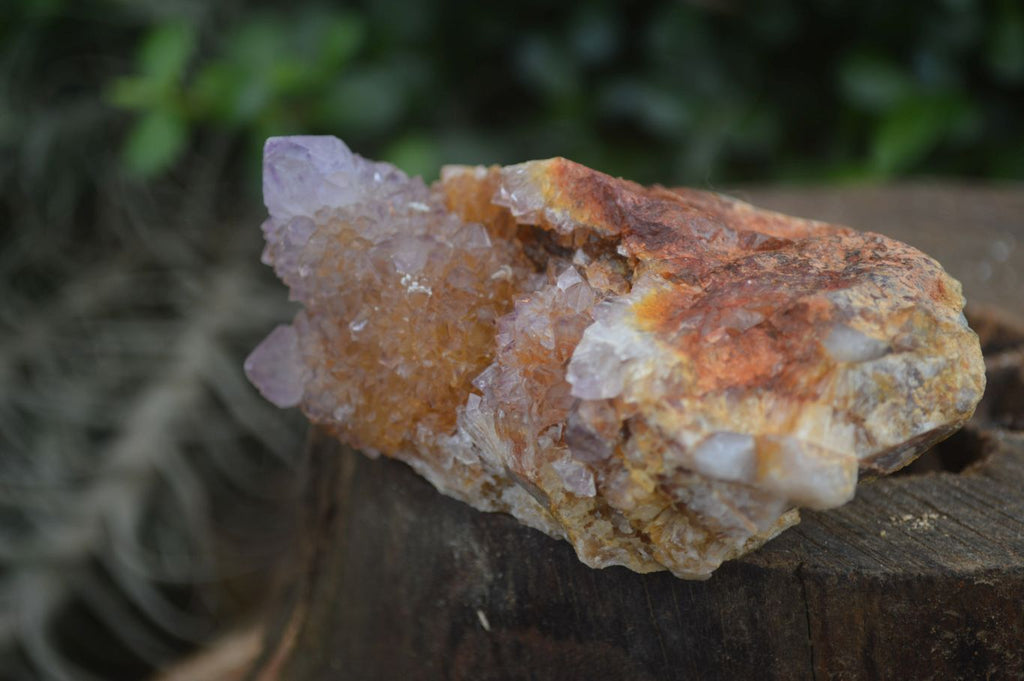 Natural Rare Spirit Ametrine Quartz Specimens  x 6 From Boekenhouthoek, South Africa - Toprock Gemstones and Minerals 