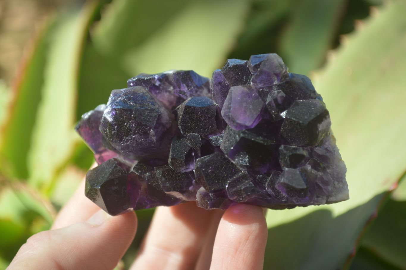 Natural Dark Amethyst Crystal Clusters x 12 From Zambia - Toprock Gemstones and Minerals 