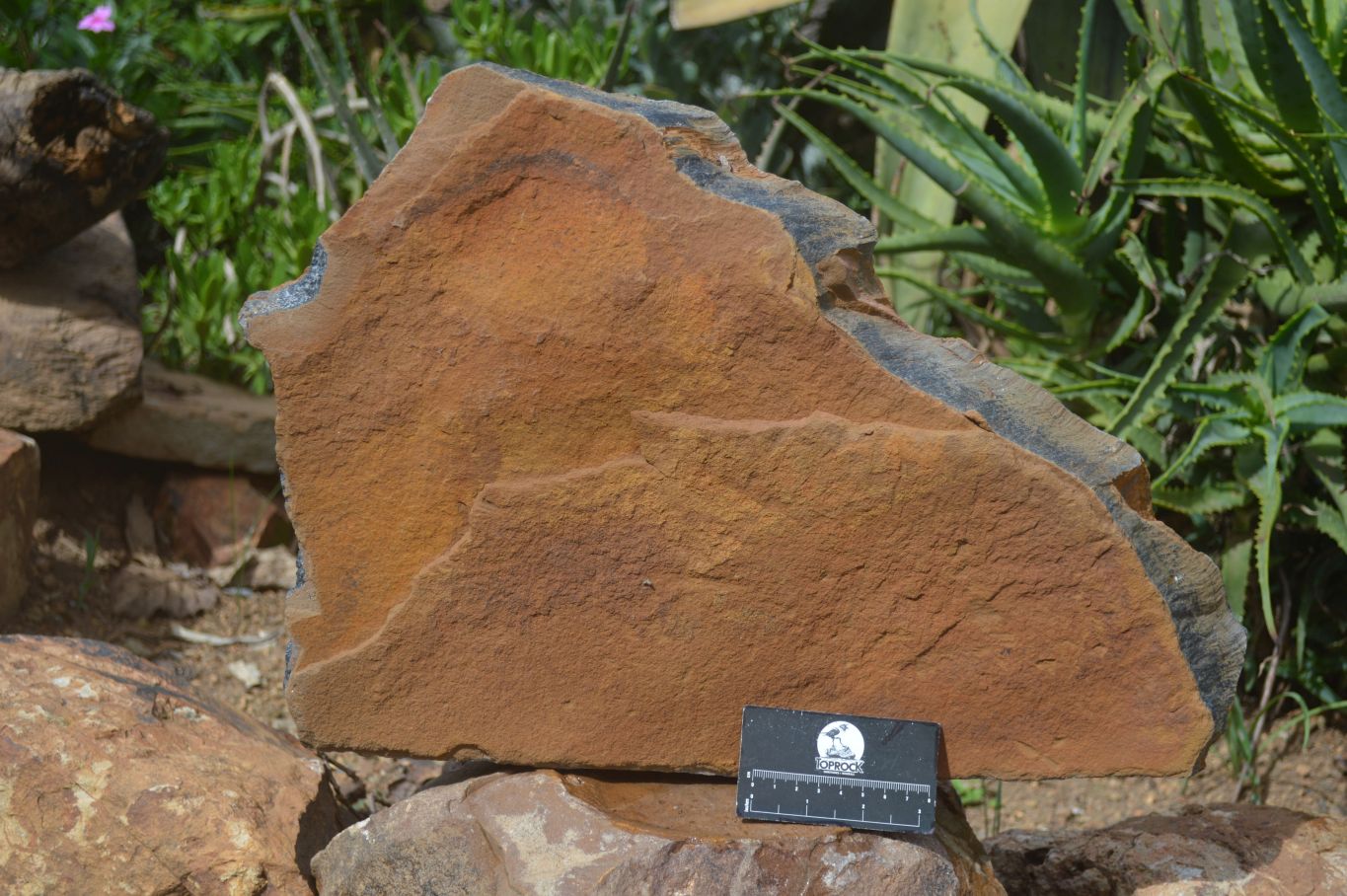 Natural Sliced Tigers Eye Specimen x 1 From Prieska, South Africa - Toprock Gemstones and Minerals 