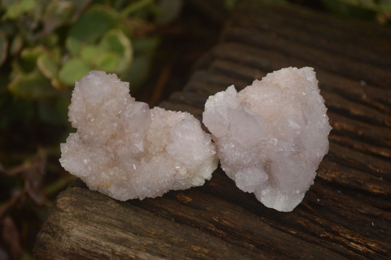 Natural Pale Lilac Spirit Quartz Clusters x 12 From Boekenhouthoek, South Africa - Toprock Gemstones and Minerals 
