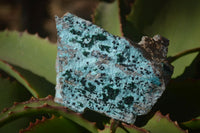 Natural Drusy Coated Chrysocolla Dolomite With Malachite Specimens x 4 From Likasi, Congo - Toprock Gemstones and Minerals 
