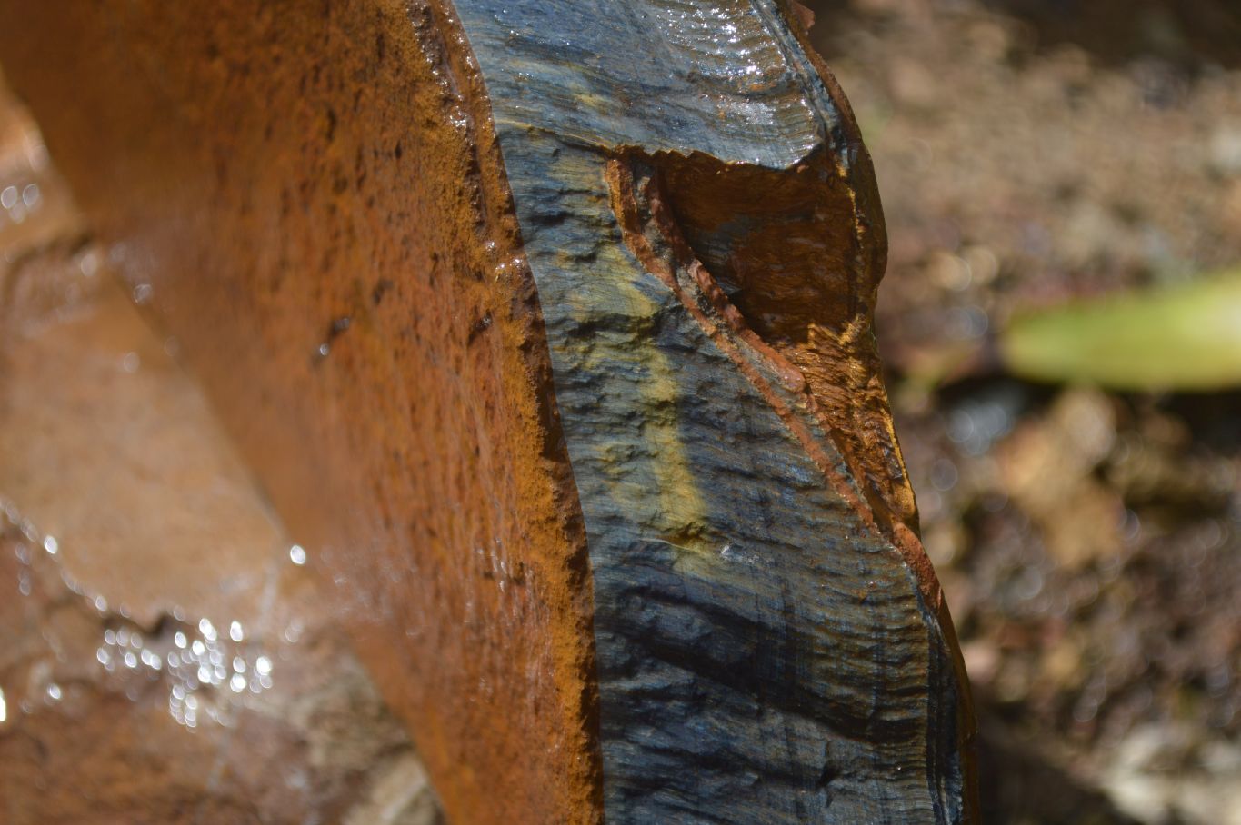 Natural Sliced Tigers Eye Specimen x 1 From Prieska, South Africa - Toprock Gemstones and Minerals 