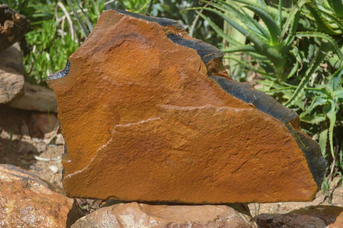 Natural Sliced Tigers Eye Specimen x 1 From Prieska, South Africa - Toprock Gemstones and Minerals 