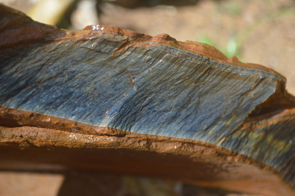 Natural Sliced Tigers Eye Specimen x 1 From Prieska, South Africa - Toprock Gemstones and Minerals 