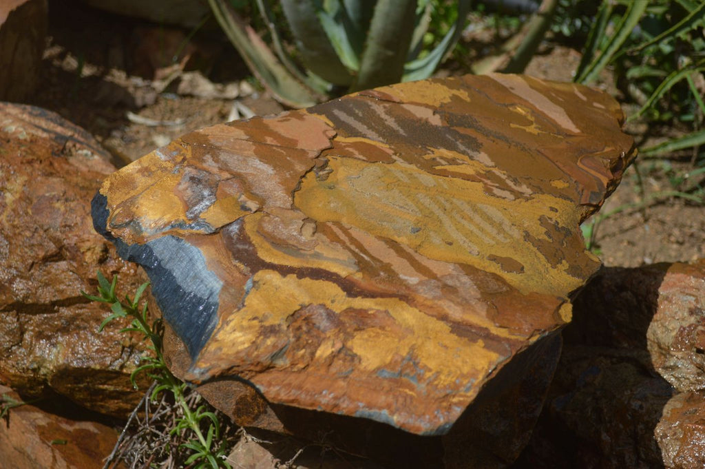 Natural Sliced Tigers Eye Specimen x 1 From Prieska, South Africa - Toprock Gemstones and Minerals 