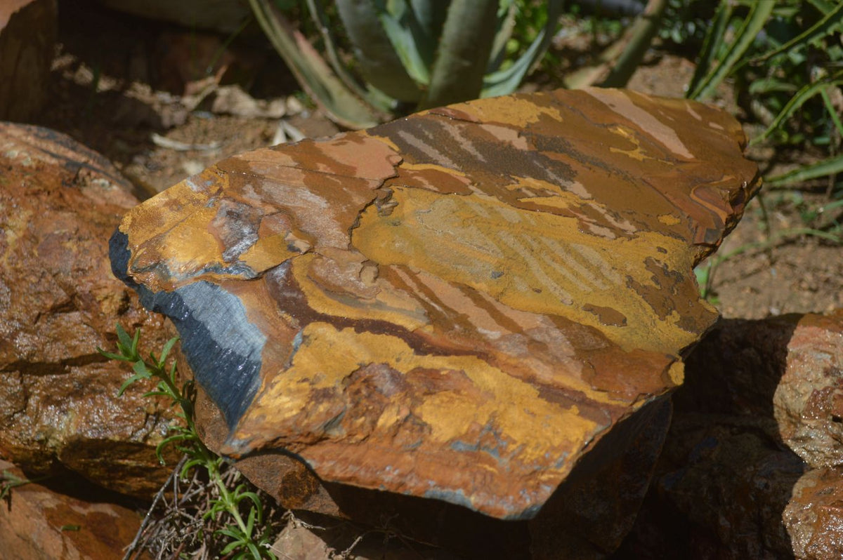 Natural Sliced Tigers Eye Specimen x 1 From Prieska, South Africa - Toprock Gemstones and Minerals 
