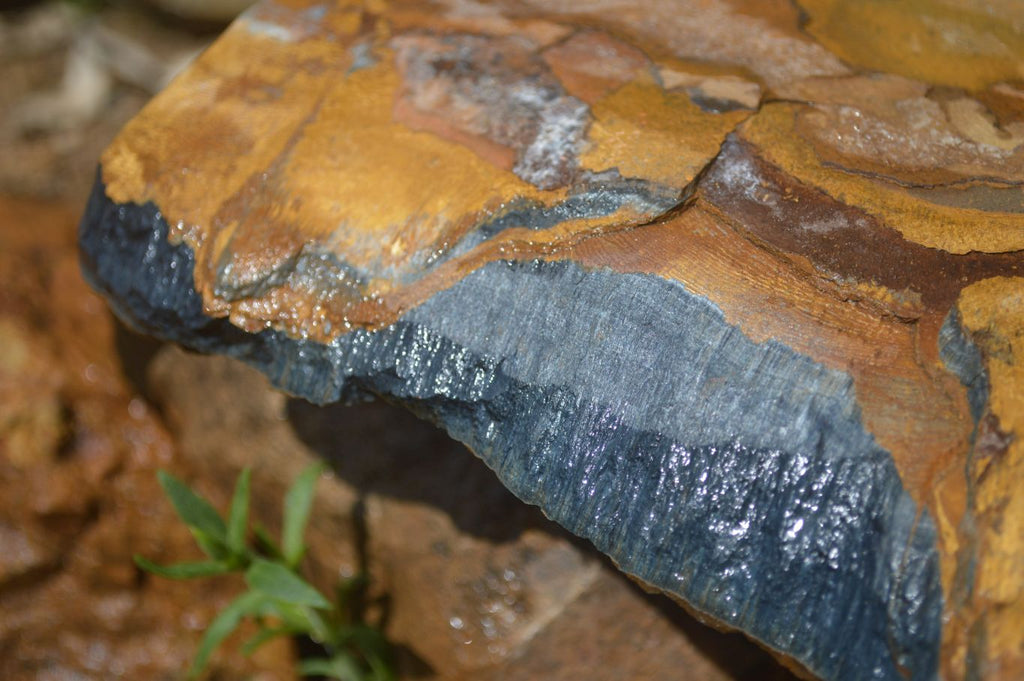 Natural Sliced Tigers Eye Specimen x 1 From Prieska, South Africa - Toprock Gemstones and Minerals 