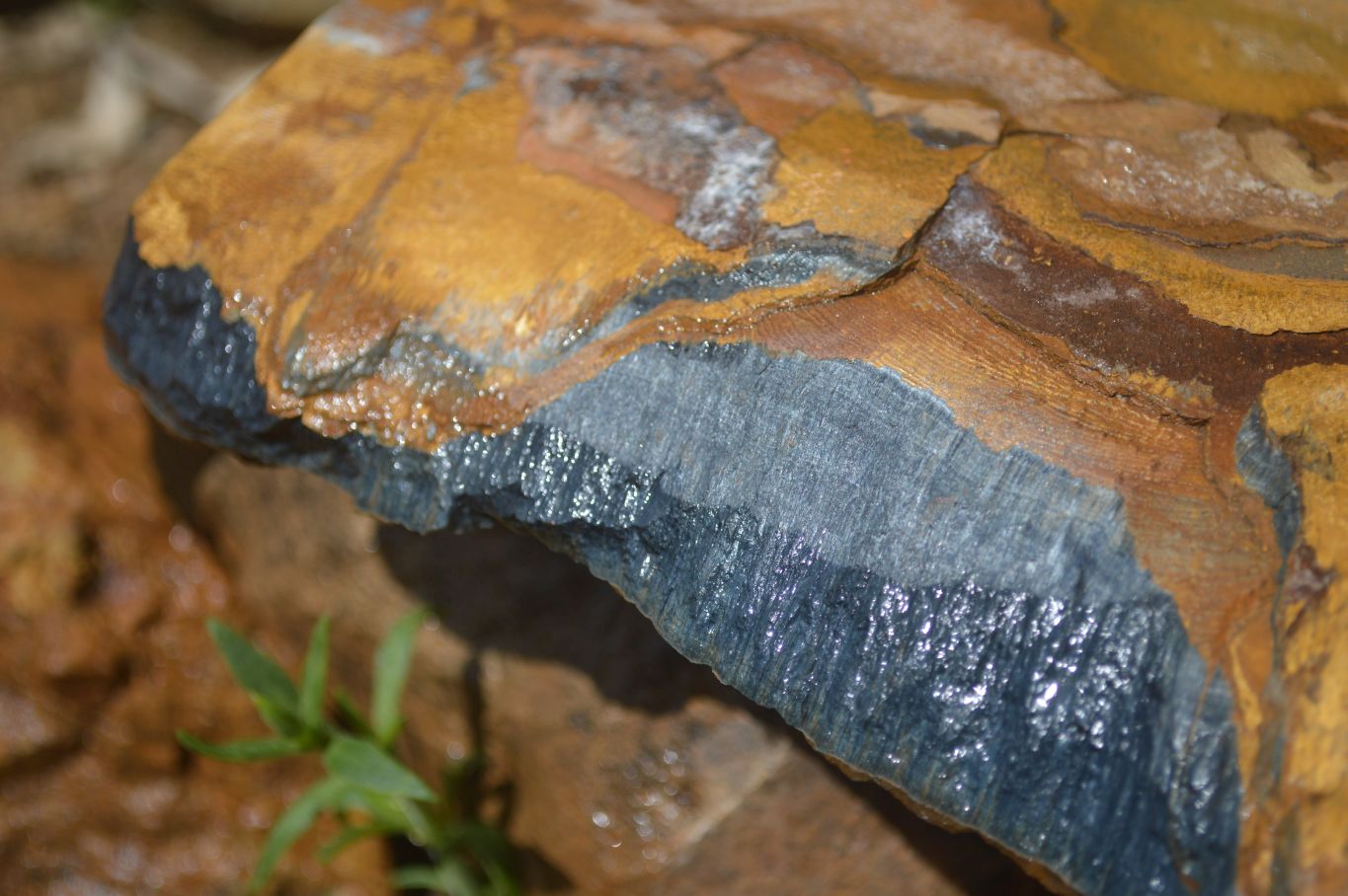 Natural Sliced Tigers Eye Specimen x 1 From Prieska, South Africa - Toprock Gemstones and Minerals 