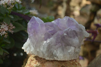 Natural Jacaranda Amethyst Clusters x 2 From Zambia - Toprock Gemstones and Minerals 