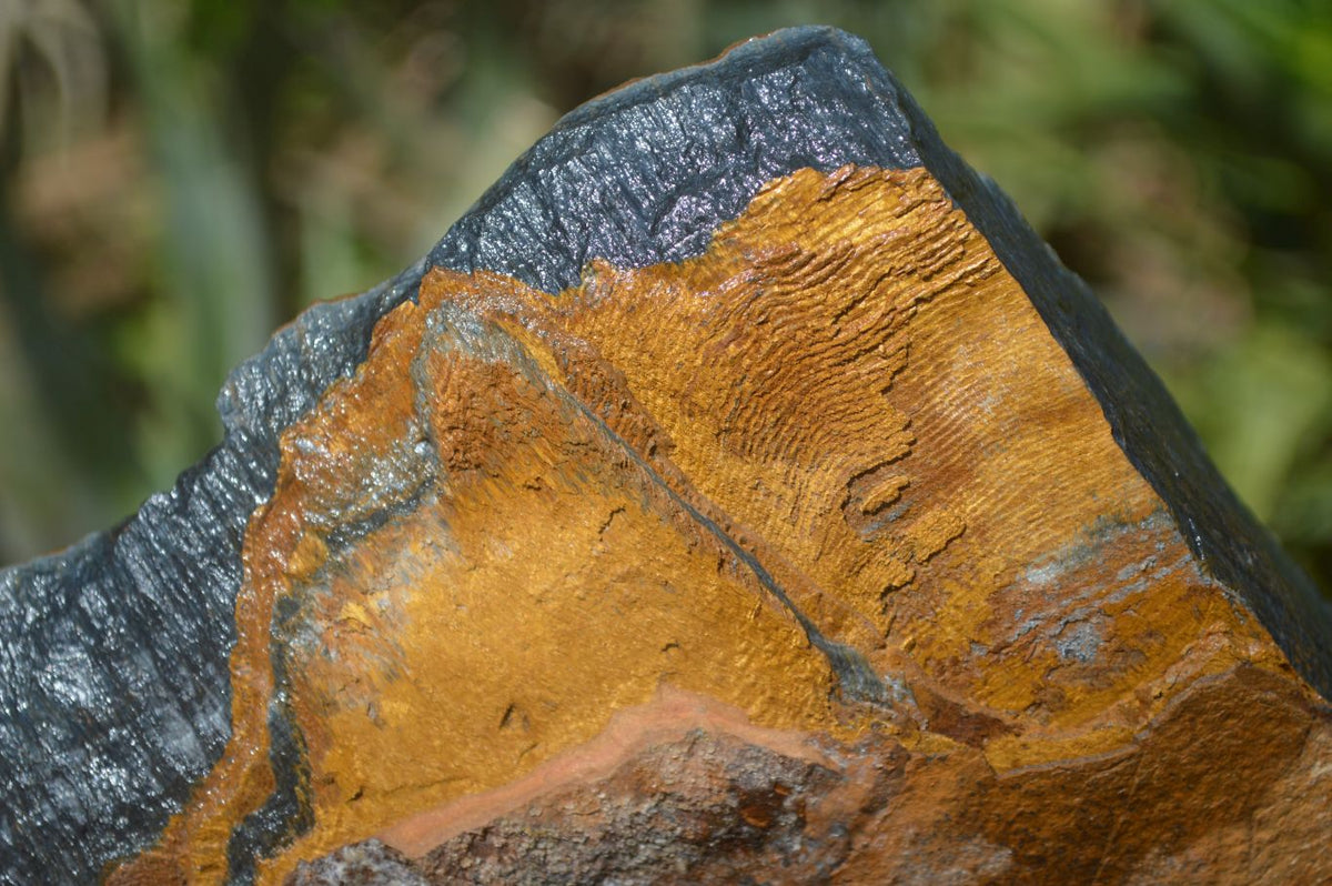 Natural Sliced Tigers Eye Specimen x 1 From Prieska, South Africa - Toprock Gemstones and Minerals 
