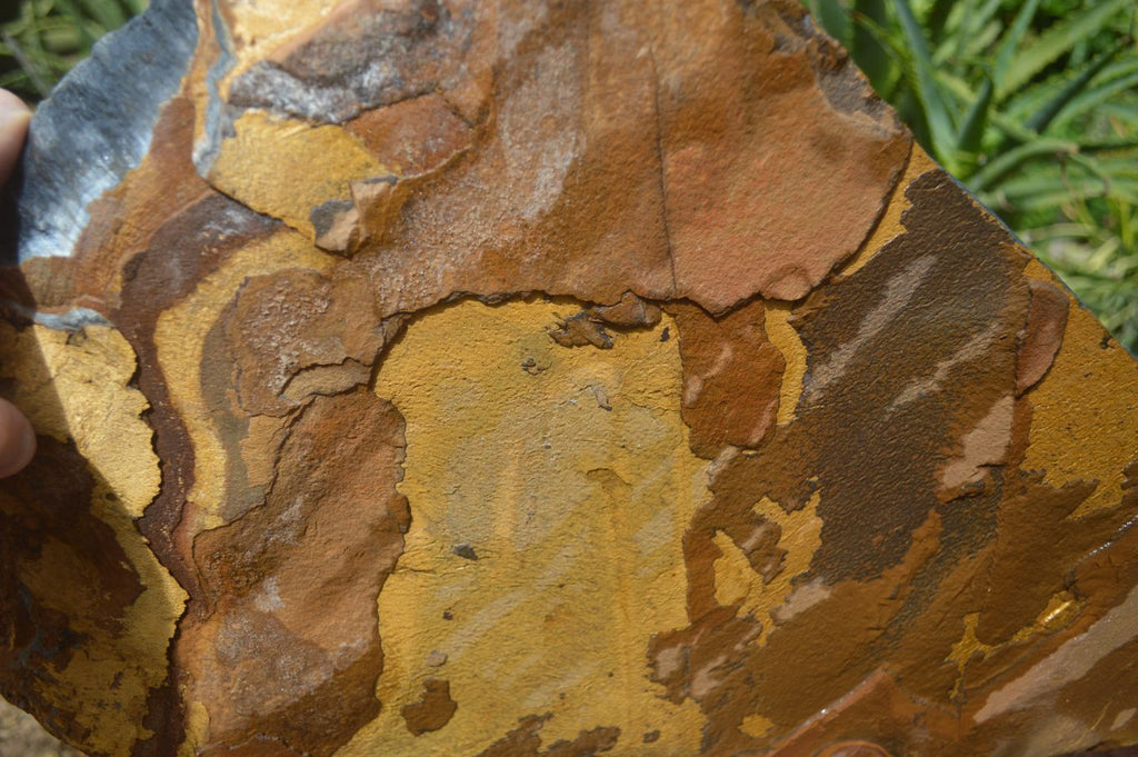 Natural Sliced Tigers Eye Specimen x 1 From Prieska, South Africa - Toprock Gemstones and Minerals 