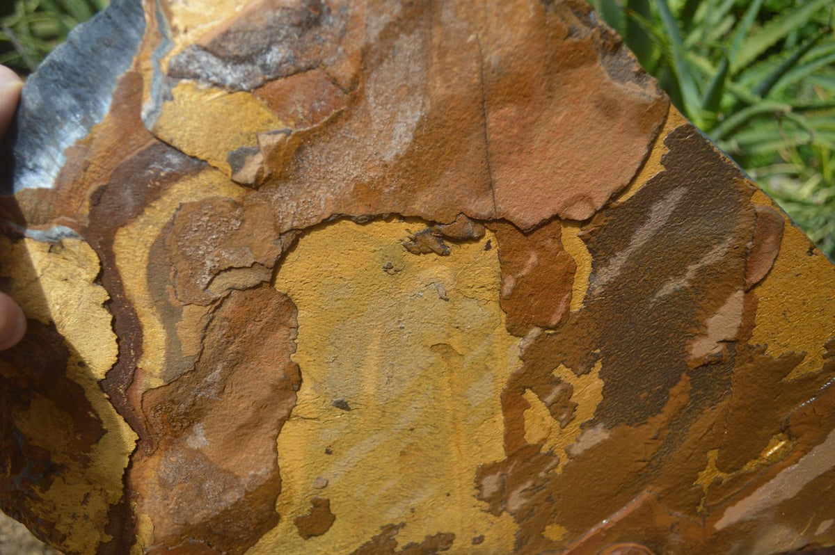 Natural Sliced Tigers Eye Specimen x 1 From Prieska, South Africa - Toprock Gemstones and Minerals 