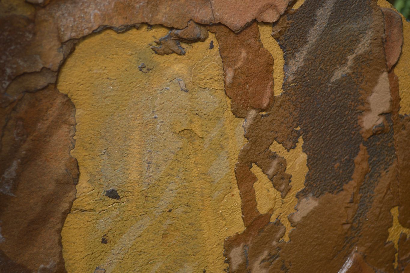 Natural Sliced Tigers Eye Specimen x 1 From Prieska, South Africa - Toprock Gemstones and Minerals 