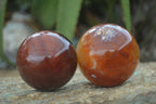 Polished Vibrant Carnelian Agate Spheres  x 5 From Madagascar - Toprock Gemstones and Minerals 