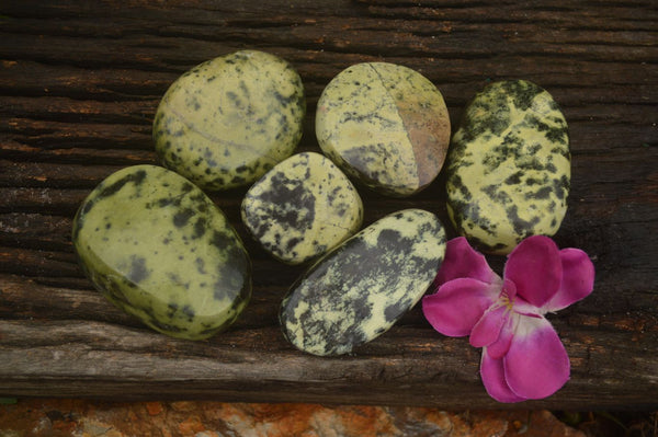 Polished Large Leopard stone Free Forms  x 6 From Zimbabwe - TopRock