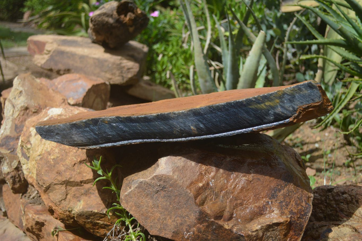 Natural Sliced Tigers Eye Specimen x 1 From Prieska, South Africa - Toprock Gemstones and Minerals 