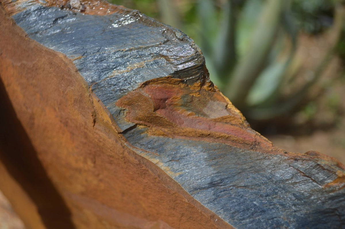 Natural Sliced Tigers Eye Specimen x 1 From Prieska, South Africa - Toprock Gemstones and Minerals 