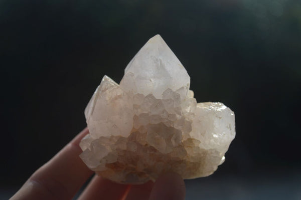 Natural White Cactus Spirit Quartz Clusters  x 12 From Boekenhouthoek, South Africa - Toprock Gemstones and Minerals 