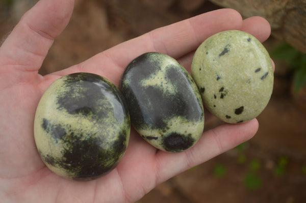 Polished Spotted Leopard Stone Gallets  x 12 From Zimbabwe - TopRock