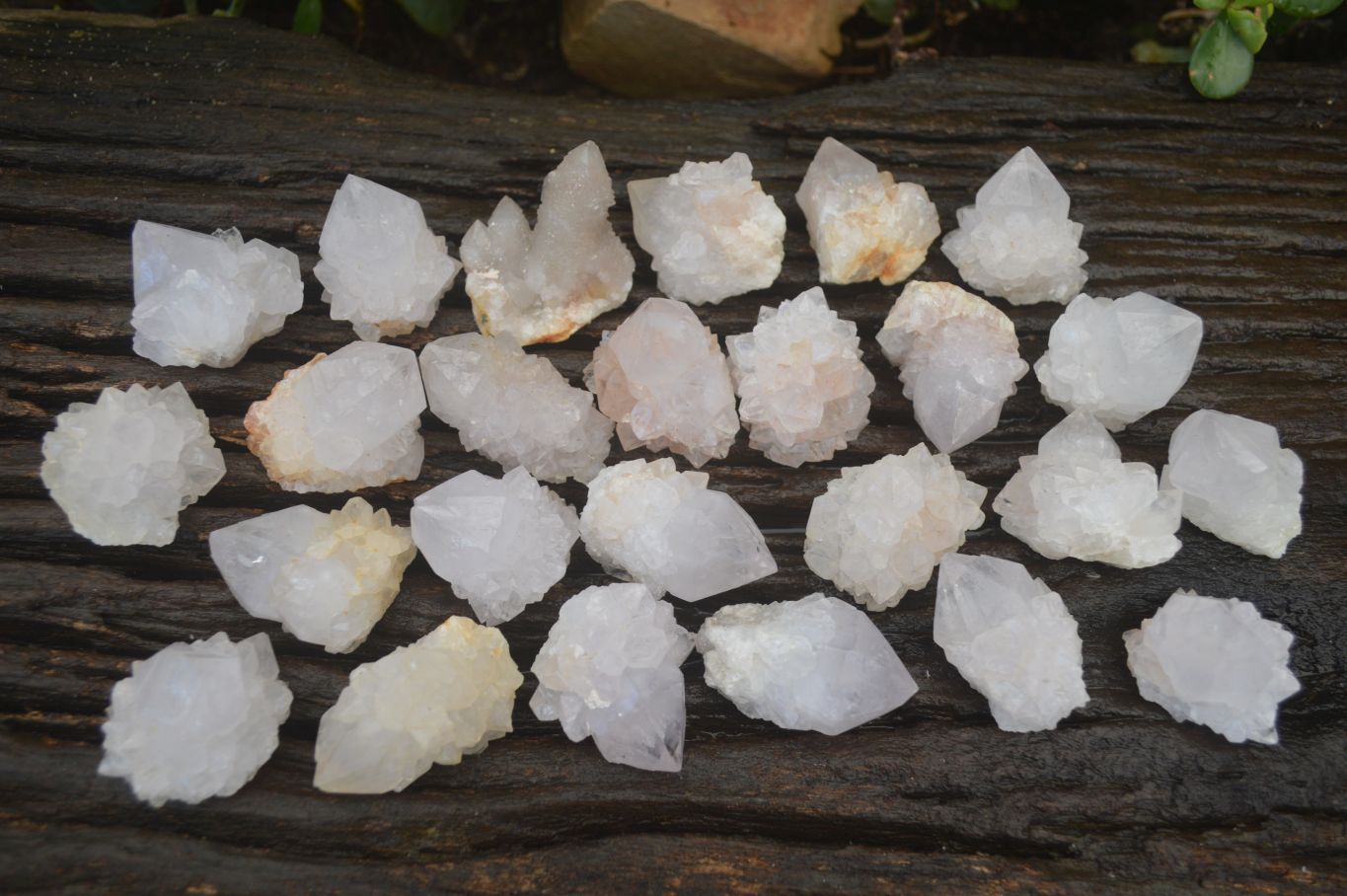 Natural White Spirit Cactus Flower Quartz Crystals x 70 From Boekenhouthoek, South Africa - Toprock Gemstones and Minerals 