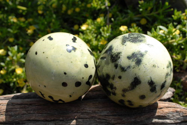 Polished Leopard Stone Spheres  x 4 From Zimbabwe - TopRock