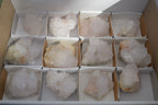 Natural White Cactus Flower Spirit Quartz Specimens  x 12 From Boekenhouthoek, South Africa - Toprock Gemstones and Minerals 