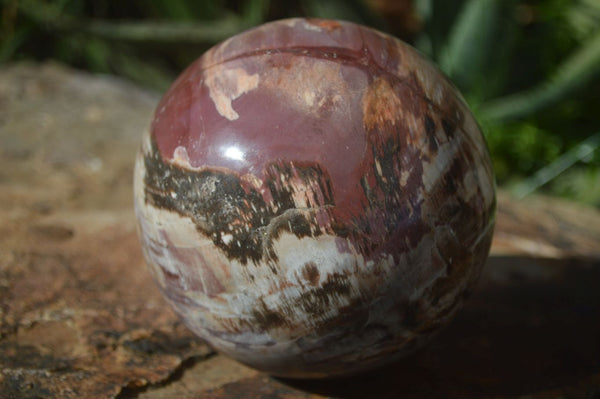 Polished Petrified Wood Sphere & Custom Rose Wood Stand  x 2 From Madagascar - Toprock Gemstones and Minerals 