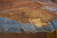 Natural Sliced Tigers Eye Specimen x 1 From Prieska, South Africa - Toprock Gemstones and Minerals 