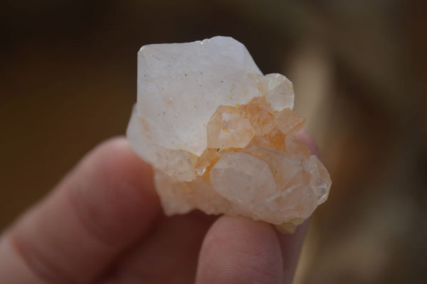 Natural White Spirit Cactus Flower Quartz Crystals x 70 From Boekenhouthoek, South Africa - Toprock Gemstones and Minerals 