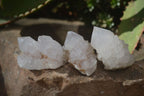 Natural White Spirit Quartz Crystals x 24 From Boekenhouthoek, South Africa - Toprock Gemstones and Minerals 