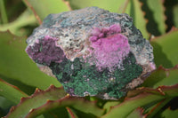 Natural Pink Salrose Cobaltion Dolomite Specimens x 6 From Kakanda, Congo - Toprock Gemstones and Minerals 
