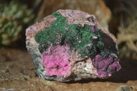 Natural Pink Salrose Cobaltion Dolomite Specimens x 6 From Kakanda, Congo - Toprock Gemstones and Minerals 