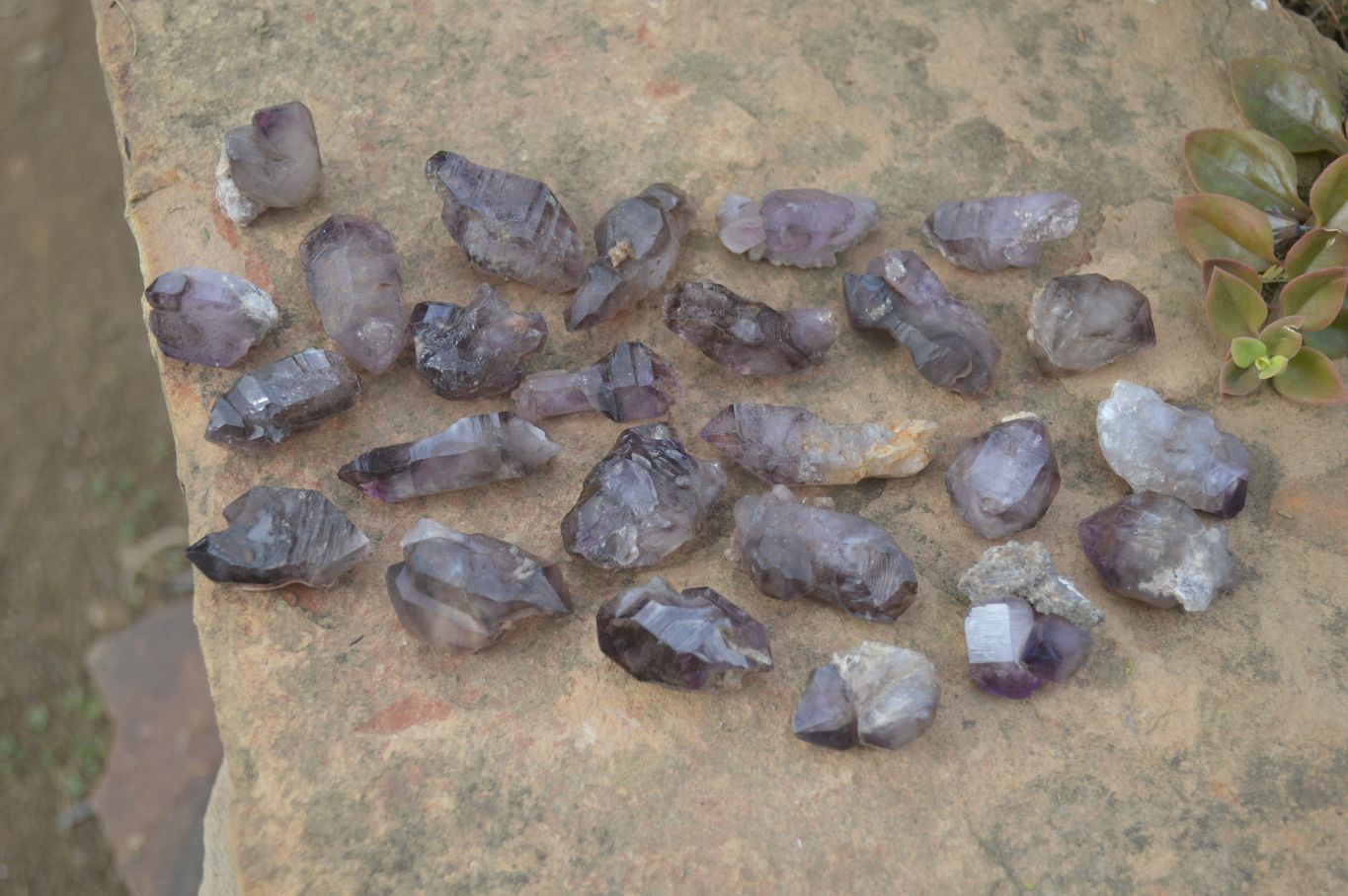Natural Window Amethyst Sceptre Crystals  x 35 From Chiredzi, Zimbabwe - Toprock Gemstones and Minerals 