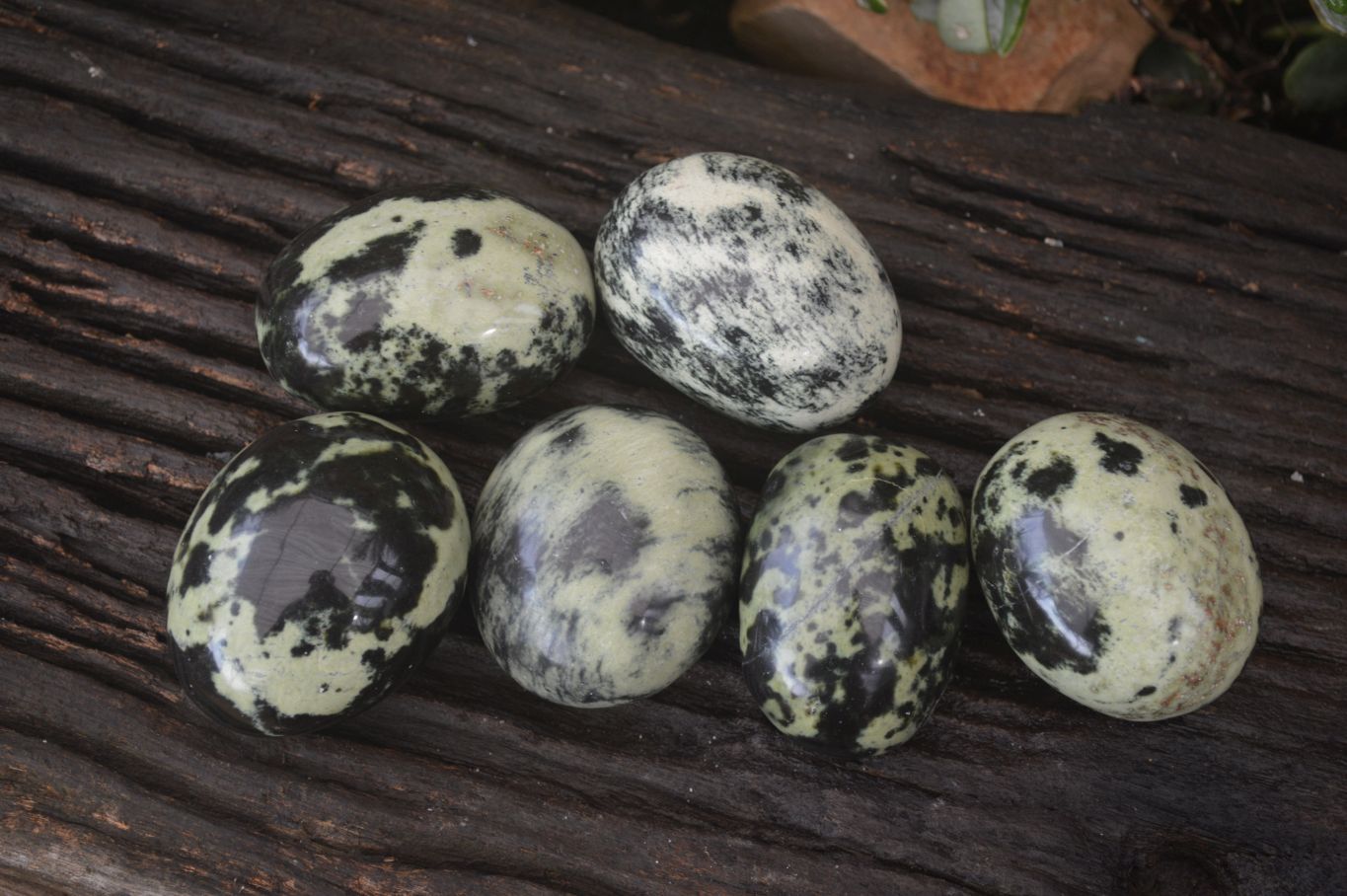 Polished Leopard Stone Palm Stones  x 6 From Zimbabwe - Toprock Gemstones and Minerals 
