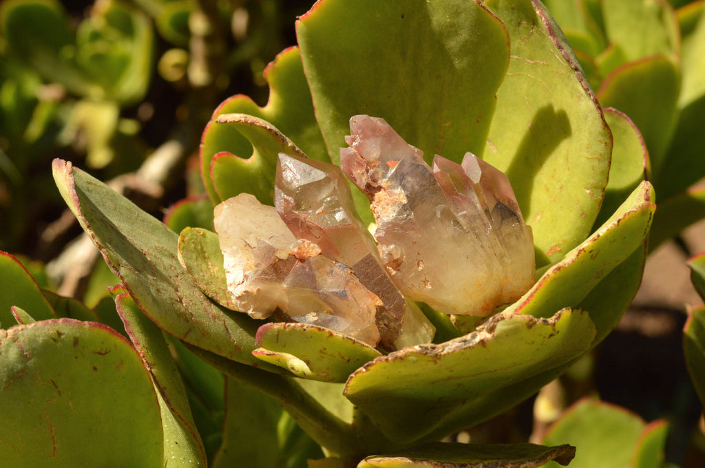 Natural Single Red Hematoid Phantom Quartz Crystals  x 35 From Karoi, Zimbabwe - TopRock