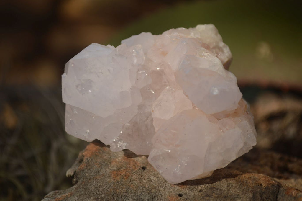 Natural Spirit Cactus Flower Quartz Clusters x 6 From Boekenhouthoek, South Africa - Toprock Gemstones and Minerals 