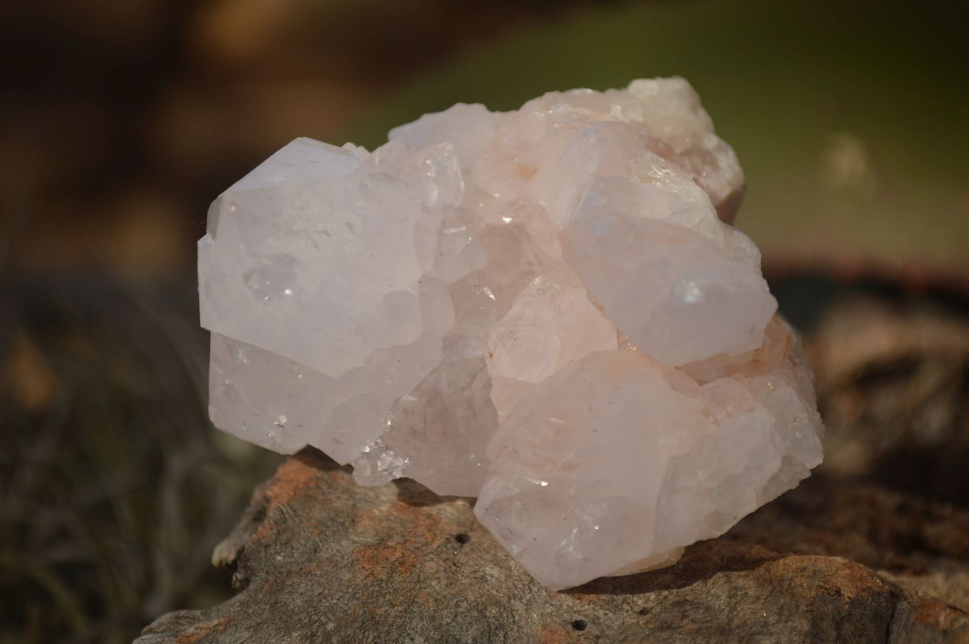 Natural Spirit Cactus Flower Quartz Clusters x 6 From Boekenhouthoek, South Africa - Toprock Gemstones and Minerals 