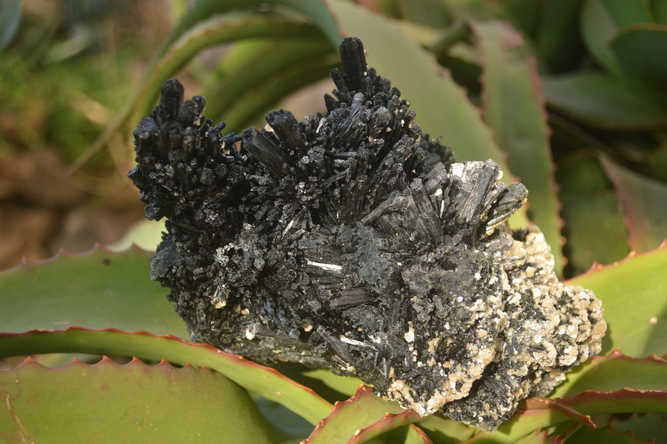 Natural Schorl Black Tourmaline Specimens x 2 From Erongo, Namibia - Toprock Gemstones and Minerals 
