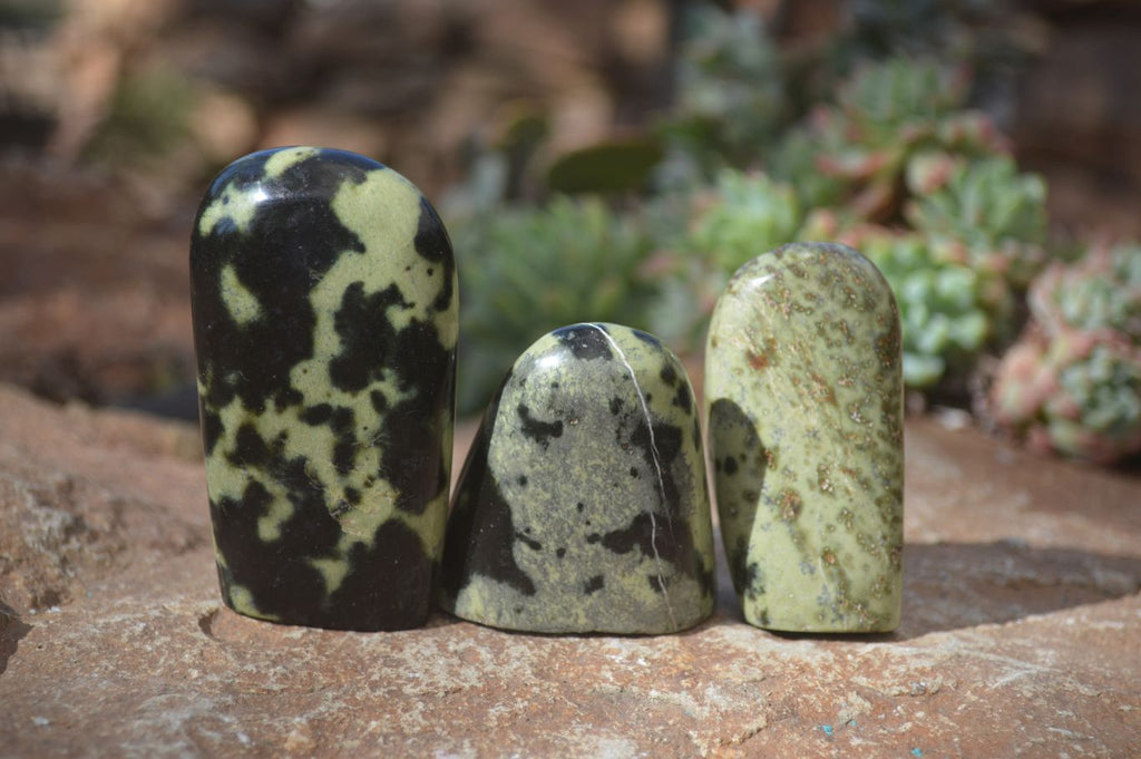 Polished Leopard Stone Free Forms  x 12 From Zimbabwe - Toprock Gemstones and Minerals 