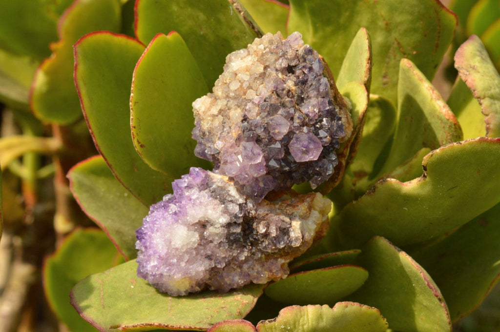Natural Small Dark "Amethystos" Amethyst Clusters x 35 From Kwaggafontein, South Africa - TopRock