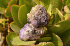 Natural Small Dark "Amethystos" Amethyst Clusters x 35 From Kwaggafontein, South Africa - TopRock