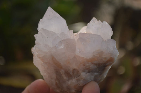 Natural Spirit Cactus Flower Quartz Clusters x 6 From Boekenhouthoek, South Africa - Toprock Gemstones and Minerals 