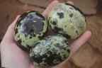 Polished Leopard Stone Palm Stones  x 6 From Zimbabwe - Toprock Gemstones and Minerals 
